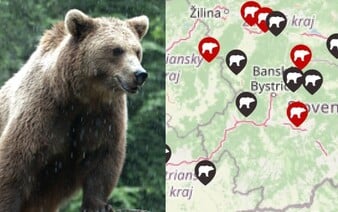 MAPA: Stretov s medveďmi na Slovensku pribúda. Pozri si, kde ich hlásia najčastejšie