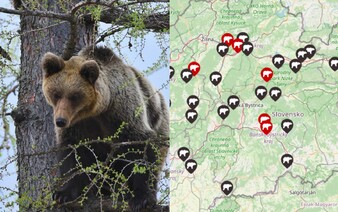 MAPA: Tu všade tento rok na Slovensku videli medveďa alebo tam rovno útočil. Kde si treba dať najväčší pozor?