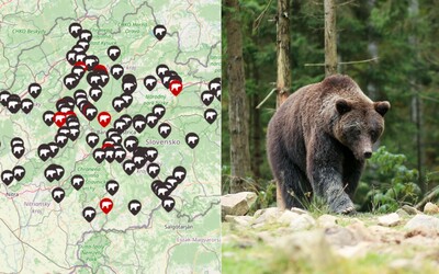 MAPA: Tu všade tento rok na Slovensku videli medveďa alebo tam rovno útočil. Kde si treba dať najväčší pozor?