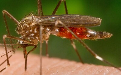 MAPA: V Česku je zvýšená aktivita komárů. Podívej se, ve kterých krajích budou sát krev nejvíce