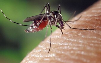 MAPA: V Evropě se rychle šíří nebezpečný komár tygrovaný, objevil se i v Česku