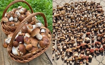 MAPA VÝSKYTU HÚB: Na týchto miestach už odštartovala jarná hubárska sezóna