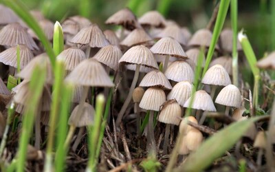 Magické houby mají řadu zdravotních benefitů, tvrdí vědci. Riskuješ však psychózy