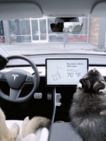 Majitel Tesly nechal psa v autě s běžící klimatizací. Osvobodil ho až soud