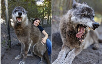 Majitelia poslali svojho kríženca vlka a psa na smrť, keď im prerástol cez hlavu. Zachránili ho ľudia s dobrým srdcom