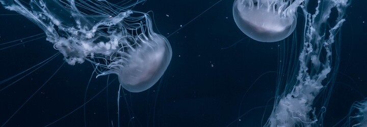 Mapa: pozri si výskyt medúz na chorvátskej Istrii