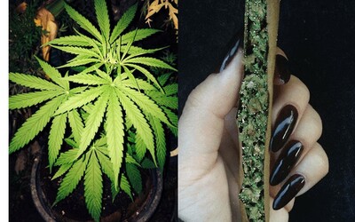 Marihuanu chce Svetová zdravotnícka organizácia vymazať spomedzi najškodlivejších drog. Jej lekárske účinky hovoria jasne
