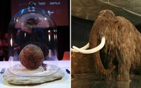Máš chuť na mamuta? Vědci vyrobili masovou kuličku z masa vyhynulých mamutů