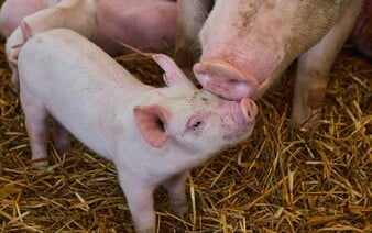 Masivní úhyn prasat na Lounsku. Pravděpodobně následkem týrání