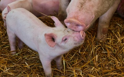 Masivní úhyn prasat na Lounsku. Pravděpodobně následkem týrání