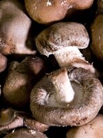 Medicinálne huby: Tieto typy ti môžu podporiť imunitu, kognitívne funkcie a psychické zdravie