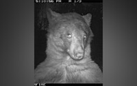 Medvěd influencer: V Coloradu si udělal čtyři sta chlupatých selfíček na fotopasti