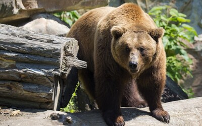 Medveď pri Martine napadol turistu. Naháňal ho a hrýzol mu do končatín