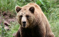 Medveď pri Prievidzi napadol muža počas prechádzky v lese. Zraneného museli previezť do nemocnice na ošetrenie