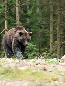 Medveď pri Prievidzi roztrhal ovcu. Útočil zhruba 100 metrov od rodinných domov