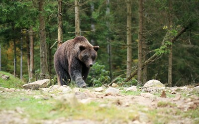 Medveď pri Prievidzi roztrhal ovcu. Útočil zhruba 100 metrov od rodinných domov