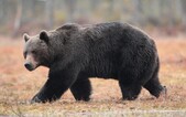 Medveď sa pohyboval priamo v obci pri Prievidzi. Chcel sa dostať do kurína so sliepkami, ktorý aj poškodil 