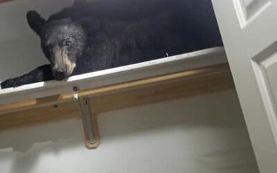Medvěd se vloupal do domu a pak unavený usnul v šatníku, kde ho našli policisté