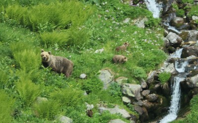 Medveď v rumunských Karpatoch zabil 19-ročnú turistku. Tragédiou sa bude zaoberať parlament