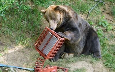Medveď zjedol Slovenke žiadosť o dotáciu. Na chalupe pre šelmu neplánovane uviazla celú noc