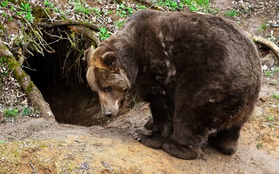 Medvede na Slovensku sa nepoberajú na zimný spánok. Ukázal sa nečakaný problém