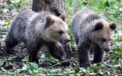 Medvede tento rok na Slovensku napadli 5 ľudí. Je to viac, než vlani