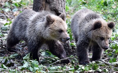 Medvede úradujú aj neďaleko slovenských hraníc. Muža v noci na ceste prekvapilo niekoľko mláďat