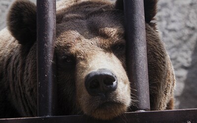 Medvedica bola za útoky na ľudí odsúdená na doživotie. V jej väzenskej cele sa nachádza aj bazén