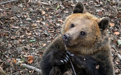 Medvědice v Itálii vyděsila dva myslivce, jednoho shodila ze stromu 