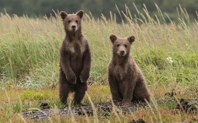 Medveďov bude tento rok poriadne veľa. Obľúbený región na strednom Slovensku varuje turistov, zvieratá sú tam veľkou hrozbou