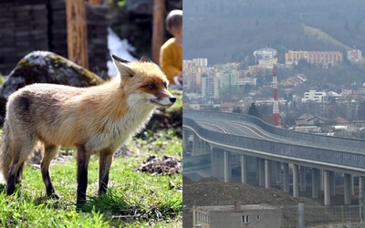 Medzi domami v meste na severe Slovenska sa pohybuje trojnohá líška. Ľudia sa boja besnoty