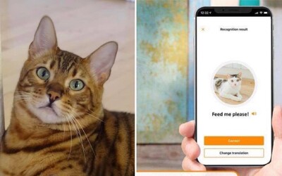 MeowTalk: Táto aplikácia ti preloží mňaukanie tvojej mačky do ľudskej reči