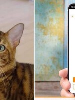 Tato aplikace ti přeloží mňoukání tvé kočky do lidské řeči