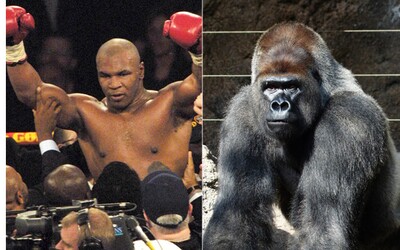 Mike Tyson sa raz chcel pobiť s gorilou. Zoologickej záhrade ponúkol 10 000 dolárov, aby ju mohol potrestať za šikanu