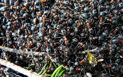 Milióny kanibalských mravcov sa v atómovom kryte navzájom požierali. Vedci ich nakoniec vypustili do prírody