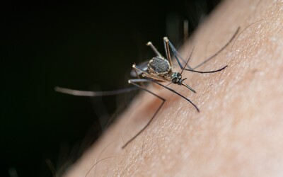 Milují tě komáři? Přitahují je určité druhy mýdel, naznačuje studie