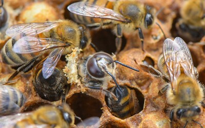 Minister životného prostredia chce vyhlásiť včely za chránené živočíchy. Dostaneš pokutu, ak jednu zabiješ?