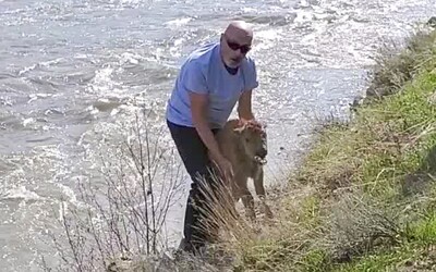 Mláďa bizóna museli utratiť, lebo sa ho dotkol turista. Yellowstonský park v USA postihla tragédia, návštevník teraz musí pykať