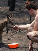 Mládě klokana přišlo požádat o pomoc teenagera poté, co téměř uhořelo v australských požárech
