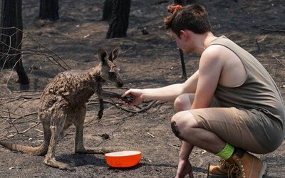 Mláďa kengury prišlo požiadať o pomoc tínedžera po tom, čo takmer zhorelo v austrálskych požiaroch