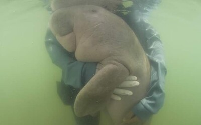 Mladučká samička dugonga zomrela po prehltnutí plastov. Ešte predtým sa stala hviezdou internetu