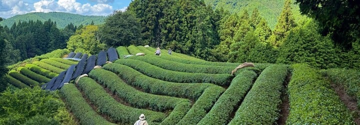Mladý Čech pracoval na matcha farmě v Japonsku. „Při nošení hnojiva ve 35 stupních jsem myslel, že umřu“
