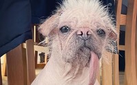Mopslík Peggy se uchází o titul nejošklivějšího psa Spojeného království 