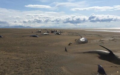 More vyplavilo na islandskú pláž desiatky mŕtvych veľrýb
