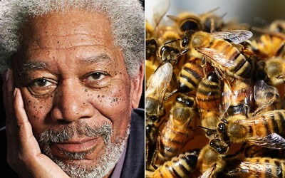 Morgan Freeman premenil svoju obrovskú farmu na kráľovstvo pre včely. Chce dôležité zvieratá chrániť, aby zbytočne nezomierali