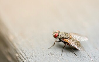 Mouchy zvrací na naše jídlo, varují vědci. Představují větší zdravotní riziko než komáři