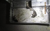 Mŕtve hlodavce, pleseň aj trus v surovinách. Inšpektori odhalili vážne nedostatky v potravinárskych prevádzkach