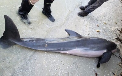 Mrtvému delfínovi vytáhli z těla půlmetrovou sprchovou hadici. I žaludek měl plný plastu