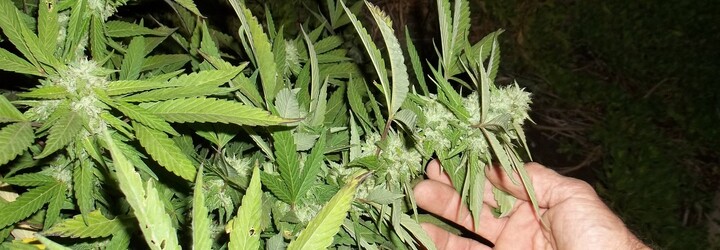 Muž na Teplicku pěstoval přes 600 rostlin marihuany, hrozí mu deset let vězení 