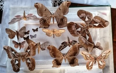 Muž prodával kriticky ohrožené druhy motýlů. Zřejmě si tak přišel na miliony korun